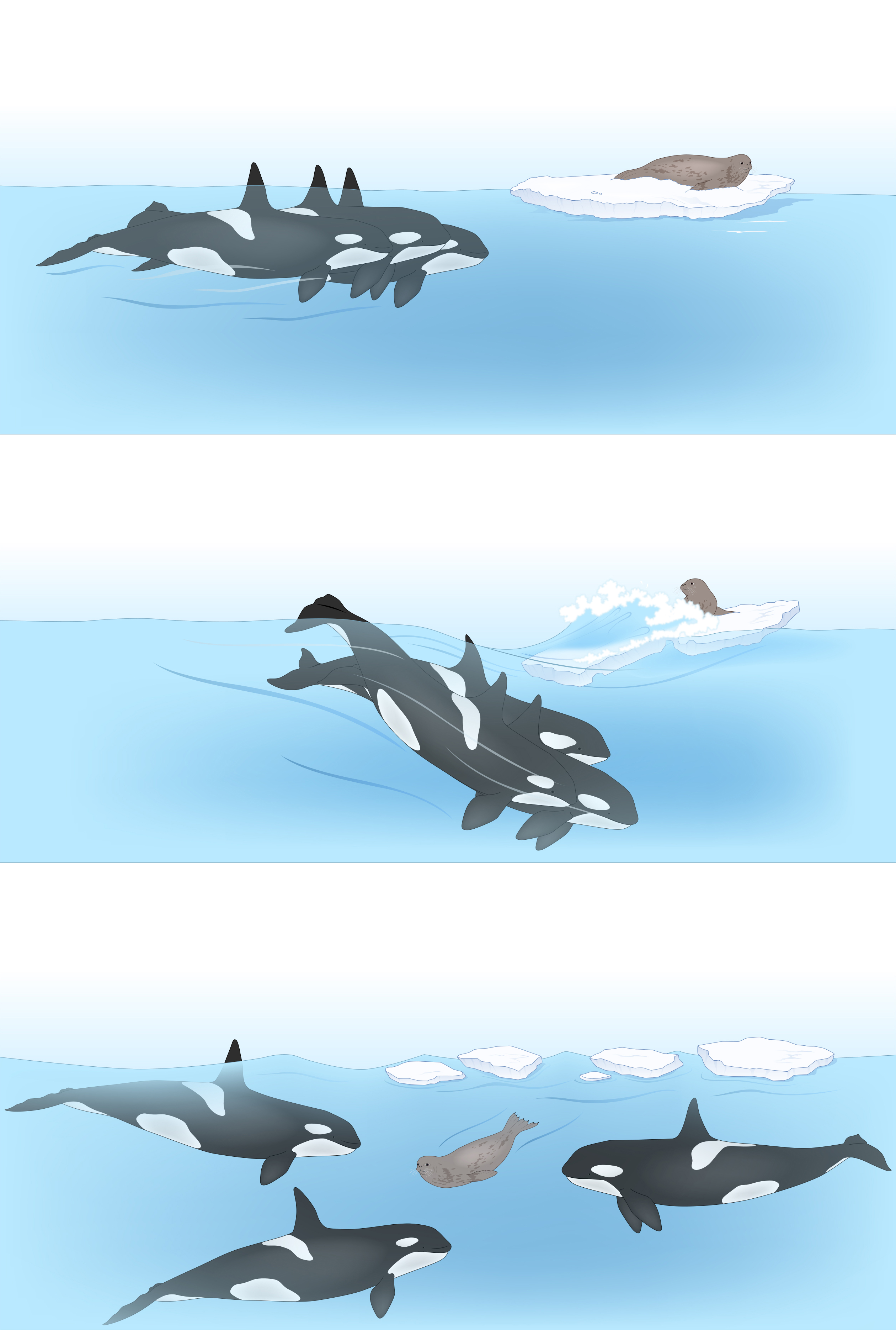 three orcas diving to wash a seal off an ice floe